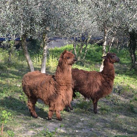 Vasia Casa Rossanaヴィラ エクステリア 写真
