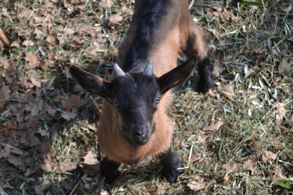 Vasia Casa Rossanaヴィラ エクステリア 写真